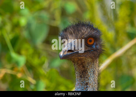 Emu nach oben Schuss in der Nähe Stockfoto