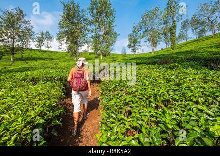 Indien, Bundesstaat Kerala, Wayanad Distrikt, Wanderung in den Teeplantagen um Meppadi Stockfoto