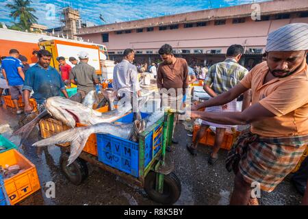 Indien, Bundesstaat Kerala, Kozhikode oder Calicut, auf dem Fischmarkt Stockfoto