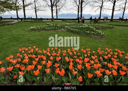 Schweiz, Kanton Waadt, Morges, Independence Park, Tulip Festival jedes Jahr im Frühling Stockfoto