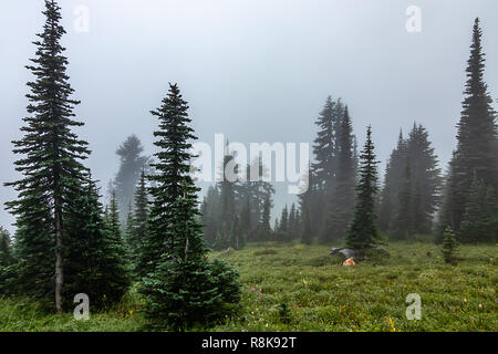 Schichten von Dunst und Bäume und Nebel im Sommer Stockfoto