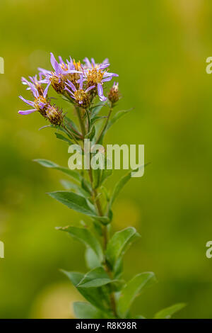 Nahaufnahme Blick auf ein Stamm voller aster's im Sommer Stockfoto