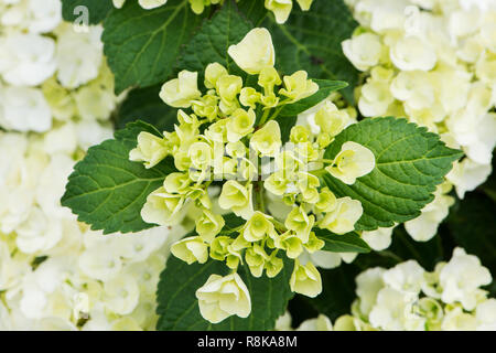Nahaufnahme einer Hortensienblüte Stockfoto