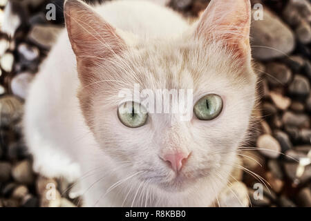 Die weiße Katze sieht klaren Augen in einen Schuß vor dem Hintergrund von Kieselsteinen an der Küste Stockfoto