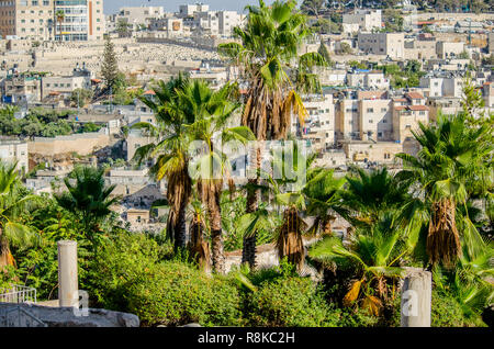 Anzeigen von arabischen Wohnungen in Ostjerusalem durch Palmen auf den südlichen Schritte der Davidson Center, Jerusalem, Israel Stockfoto