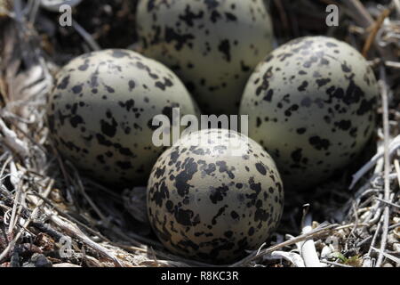 Vier Semipalmated Plover (Charadrius semipalmatus) Eier in ein Nest von Zweigen in der Nähe von Arviat, Nunavut, Kanada umgeben Stockfoto