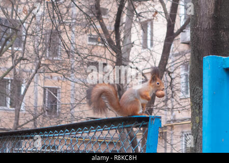 Ein Eichhörnchen mit einer großen Mutter in seinem Mund, läuft um den Baum und den Zaun Stockfoto
