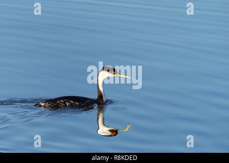 Western Grebe schwimmen in einem ruhigen See. Die western grebe ist der größte Nordamerikanische Grebe. Stockfoto