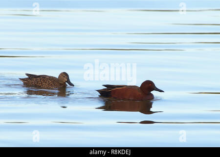 Männliche und weibliche Paar zimt Krickenten, eine Spezies von Enten. Der Mann hat leuchtend roten Gefieder und duller Braun auf die Frau. Lebt in Sümpfen und Stockfoto