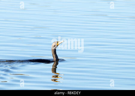 Doppel crested Cormorant schwimmen. Das double-Crested cormorant ist in der Nähe von Flüssen und Seen und entlang der Küste gefunden. Stockfoto