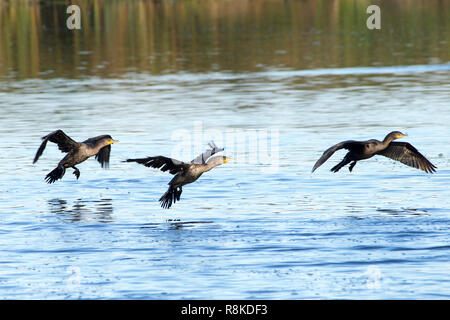 double crested cormorants flying together landing on water. The double-crested cormorant is found near rivers and lakes and along the coastline. Stockfoto