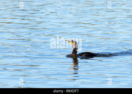 1 Doppelbett crested cormorant Schwimmen in Blau reflektierend Wasser. Das double-Crested cormorant ist in der Nähe von Flüssen und Seen und entlang der Küste gefunden. Stockfoto