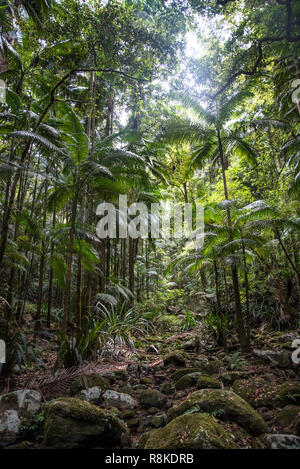 Urwald Wald Landschaft mit Palmen, Wasser und schöne grüne Blätter. Stockfoto