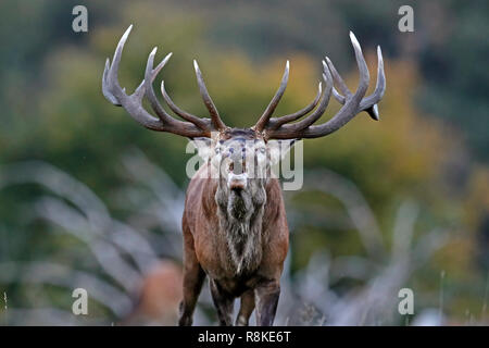 Red Deer (Cervus elaphus), hirschbrunft, Captive Stockfoto