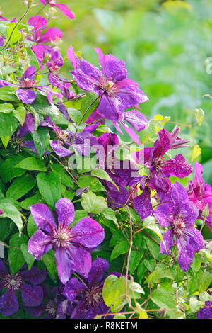 Schöne Blüten der Clematis in der Nähe von House. Big Bush der Clematis im Garten wächst. Clematis Klettern im Garten in der Nähe von House. Schönen violetten Clematis bl Stockfoto