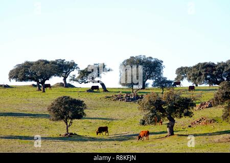 Portugal, Alentejo, Landschaft Stockfoto