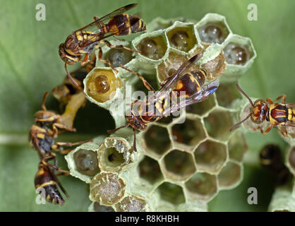 Makrofotografie von Wespen im Nest mit Eiern auf der Rückseite des Blattes Stockfoto