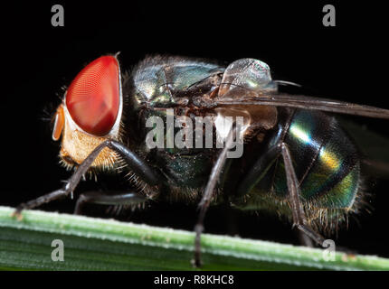 Makrofotografie der Schmeißfliege auf grünem Blatt isoliert auf schwarzem Hintergrund Stockfoto