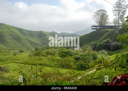 Malaysia, Perak, Cameron Highlands, Boh Tee Plantage Stockfoto