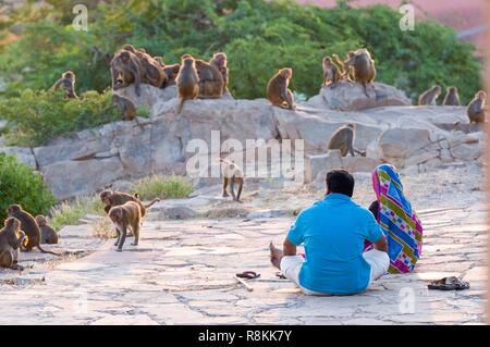 Indien, Rajasthan, Jaipur, Galta Tempel für die hanuman Affengott, Mann und Frau sitzen umgeben von Affen Rhesus Makaken (Macaca mulatta) Stockfoto