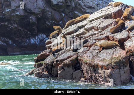 Seelöwen auf paracas Inseln in Peru Stockfoto