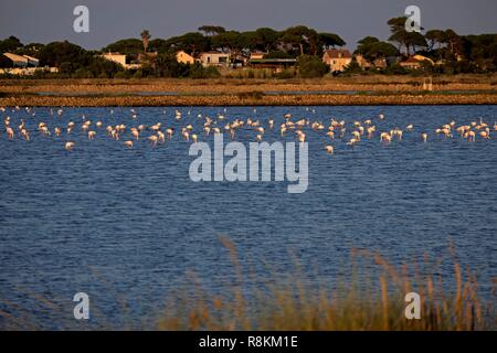 Frankreich, Var, Hyeres, Halbinsel von Giens, Salzwiesen des Pesquiers, Flamingos (Phoenicopterus Roseus) Stockfoto