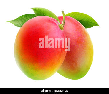 Isolierte Mango. Zwei mango Früchte auf einem Zweig auf weißem Hintergrund mit Freistellungspfad isoliert Stockfoto