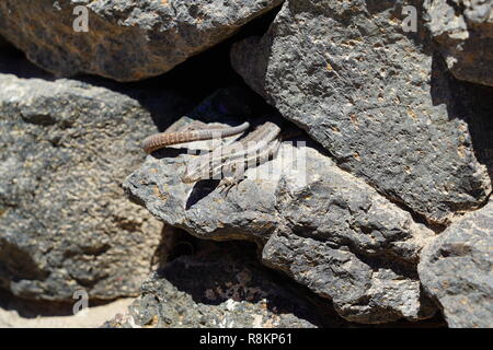 Gallotia caesaris, kleine Kanarische Eidechse sonnt sich auf Felsen Stockfoto