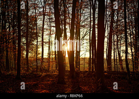 Sonnenuntergang im Herbst Wald Stockfoto