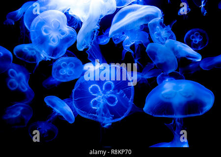 Blaue Quallen schwimmen in einem Aquarium Stockfoto