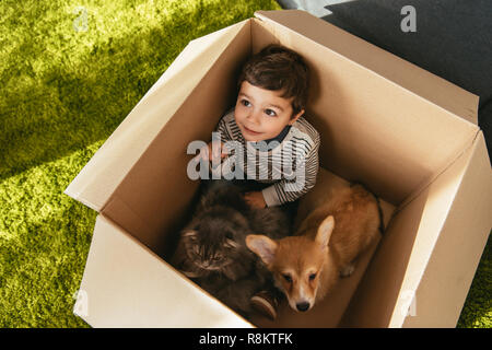 Hohe Betrachtungswinkel von lächelnden kleinen Jungen mit niedlichen Corgi und Britisch Langhaar sitzen im Karton Stockfoto