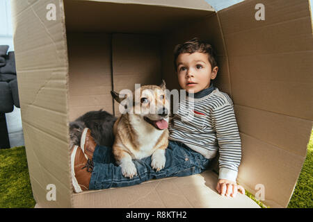 Süße kleine Jungen mit adorable Corgi und Britisch Langhaar Katze sitzt im Karton Stockfoto