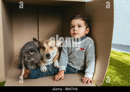 Kleine Junge mit Welsh Corgi Pembroke und Britisch Langhaar Katze sitzt im Karton Stockfoto