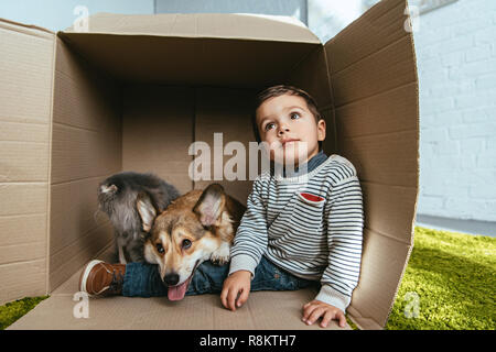 Junge mit entzückender Welsh Corgi Pembroke und Britisch Langhaar Katze sitzt im Karton Stockfoto