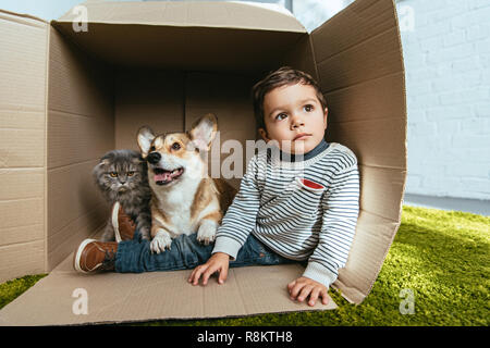 Kleine Junge mit adorable Corgi und Britisch Langhaar Katze sitzt im Karton Stockfoto