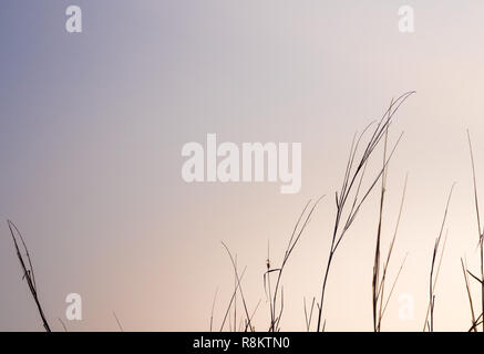 Getrocknete Gras im Abendlicht Stockfoto