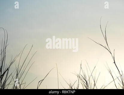 Getrocknete Gras im Abendlicht Stockfoto