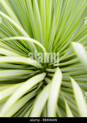 Weich und schmalen Blatt Agave sukkulente Pflanze, Agave Yucca Linearis,  frische Bltter mit Thorn von Linear-Leaf Yucca Stockfotografie - Alamy
