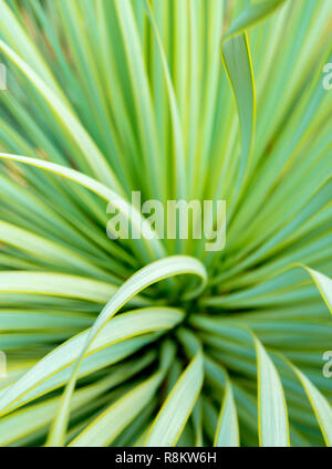 agave filifera pflege Agave filifera kaufen