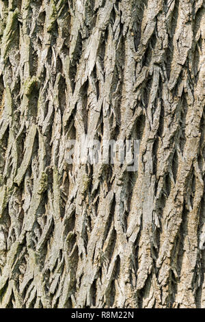 Nahaufnahme einer Swamp Ash Baumrinde Hintergrund Textur. Stockfoto