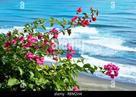 Bougainvillea fower in Taiwan mit Blick auf den Ozean. Stockfoto