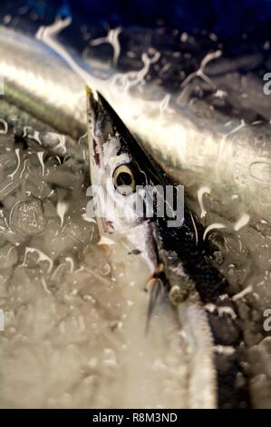 Japan, Tokio, Tsukjii Fischmarkt, Fisch im Eis Stockfoto