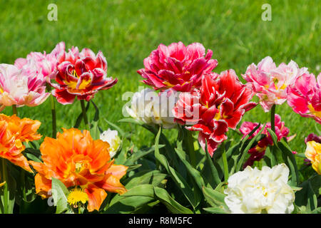 In der Nähe von schönen bunten Tulpen auf der grünen Wiese. Blick auf viele blühende Tulpen an einem sonnigen Tag. Stockfoto