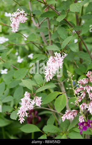 Syringa × josiflexa Bellicent 'Blumen'. Stockfoto