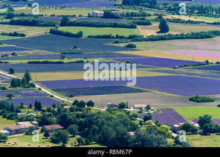 Lavendel Feldern, in der Nähe von Saukt, Provence, Frankreich Stockfoto