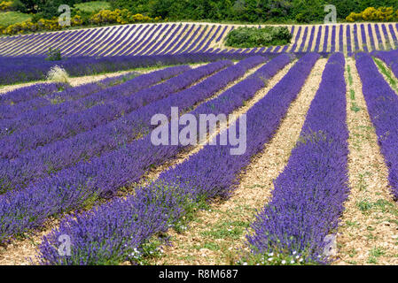 Reihen von lavendelblüten zur Ernte bereit auf einem sonnigen Juni Tag in einem Lavendelfeld in der Nähe von Sault, Provence, Frankreich Stockfoto