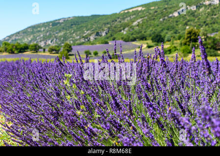 Honig Bienen auf Lavendelblüten kurz vor der Ernte Ernte auf einem sonnigen Juni Tag in einem Feld in der Nähe von Sault, Provence, Frankreich Stockfoto