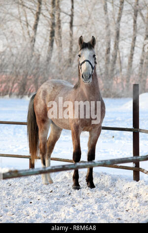 Apfelschimmel - Grau arabische Pferd in Bewegung auf Schnee Ranch Stockfoto