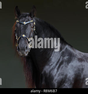 Schwarz barocken Pferd im dunklen Stall innen Stockfoto