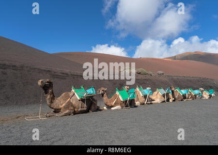 Kamele in vulkanischen Nationalpark Timanfaya auf Lanzarote, Kanarische Inseln Stockfoto